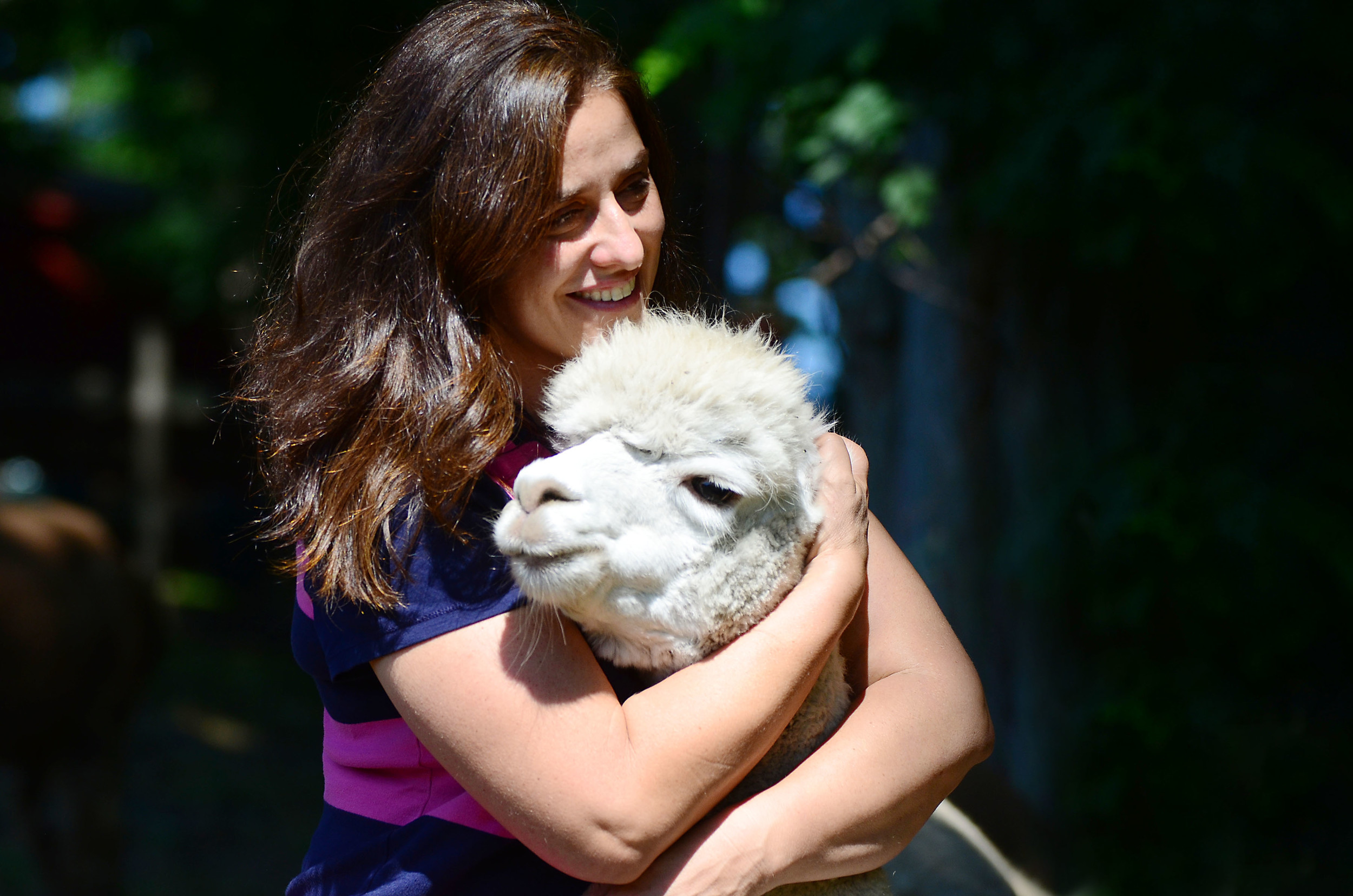 Ann Fiore with one of her alpacas at Glen Ridge Farm in September 2014. In 2010 the farm became involved in a dispute over a paper road for a residential development approved on farmland owned by Rhode Island Nurseries to the north of Glen Ridge.