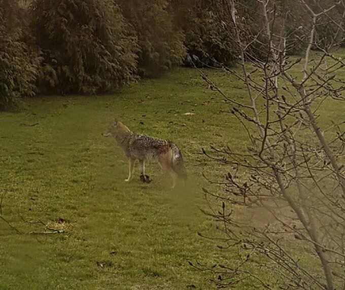 This coyote, carring a leg-hold trap, was spotted in Portsmouth earlier this week.