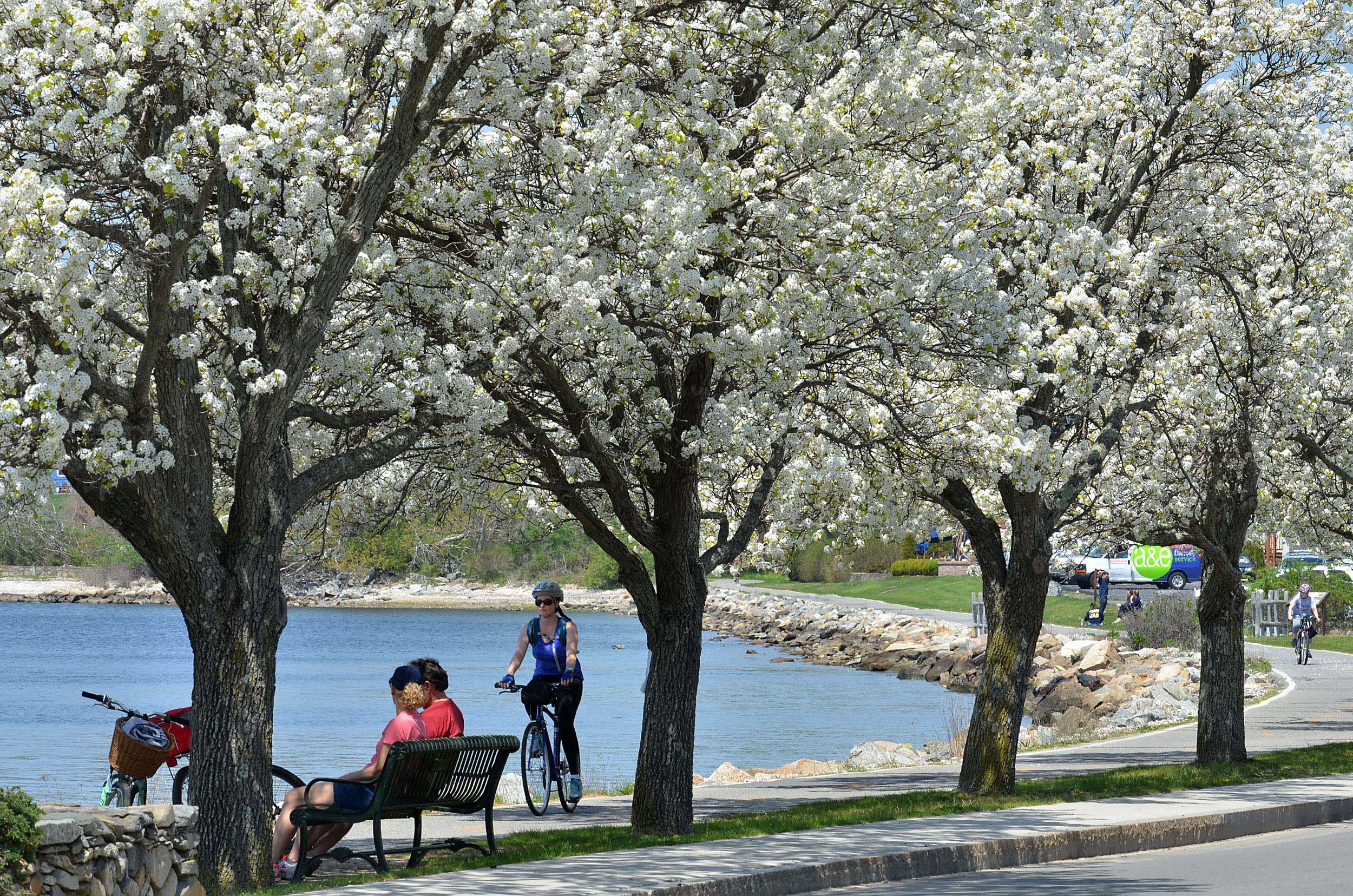Dogwood trees bloom along Bristol Harbor last spring. The town’s vibrant waterfront contributes to its “most scenic” designation.