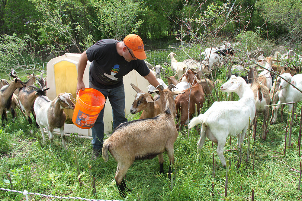 Goats prepare to do a little landscaping on Weatherlow Farms in Westport