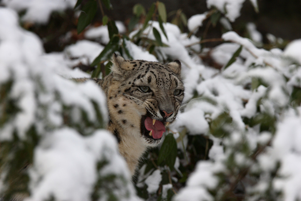 Snow leopards thrive in cold and are outdoors all winter long at Roger Williams Park Zoo