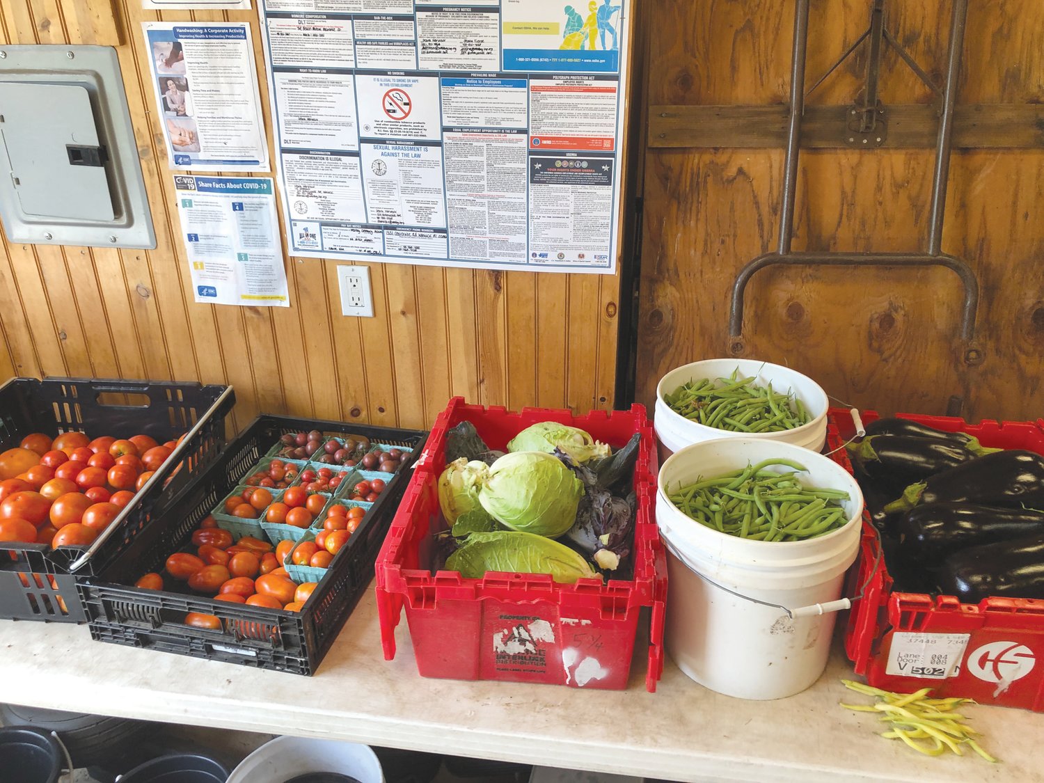 PICKED WITH CARE: Tomatoes, cabbage, green beans and eggplant were picked by dedicated volunteers.