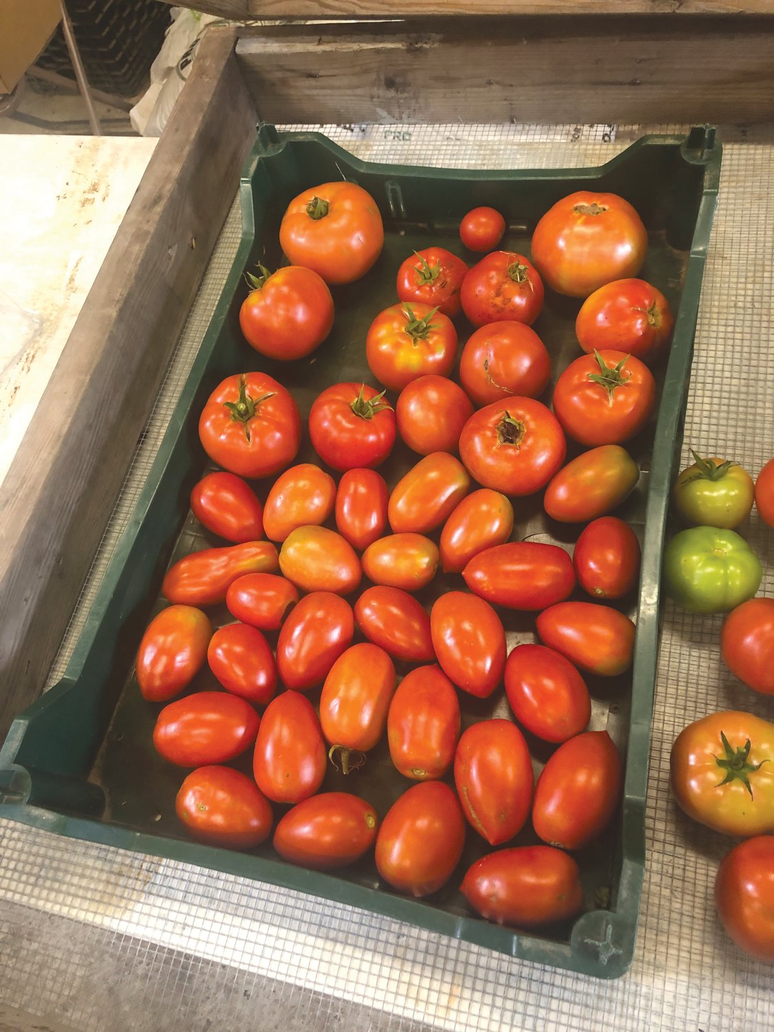 FRESH OFF THE VINE: Tomatoes are ripe and ready to be sold at Thursday’s farm stand.