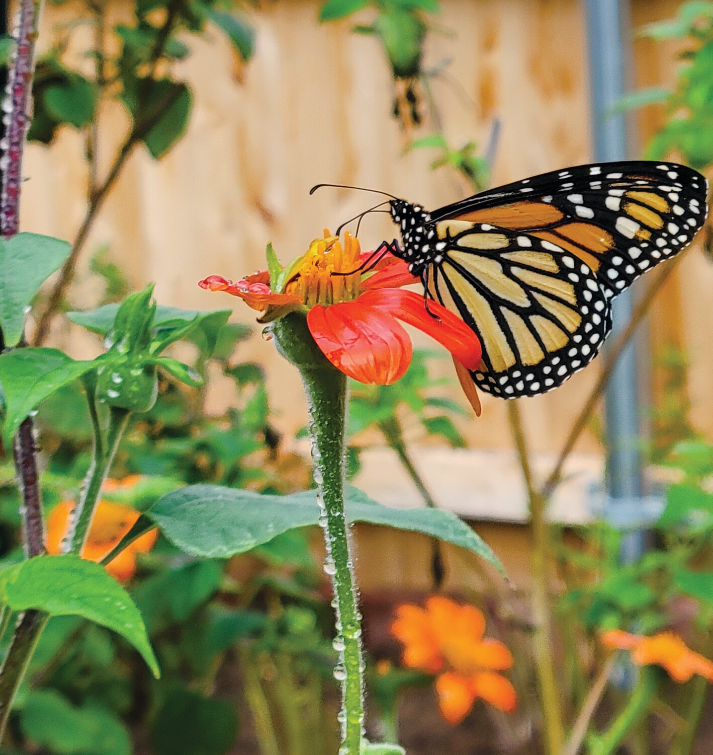 A MONARCH FEEDS: Since she started raising butterflies, Amy Ottilege has released more than 900 monarch butterflies.